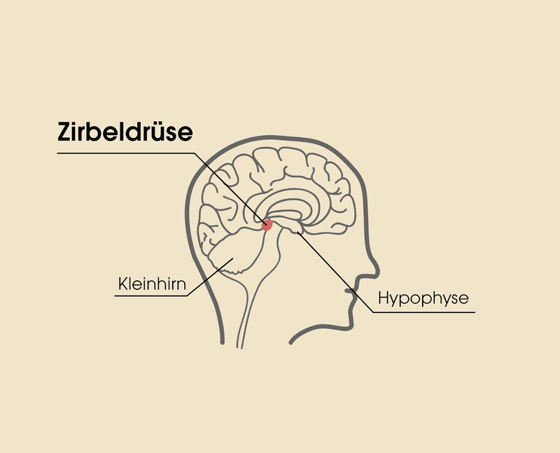 Zirbeldrüse